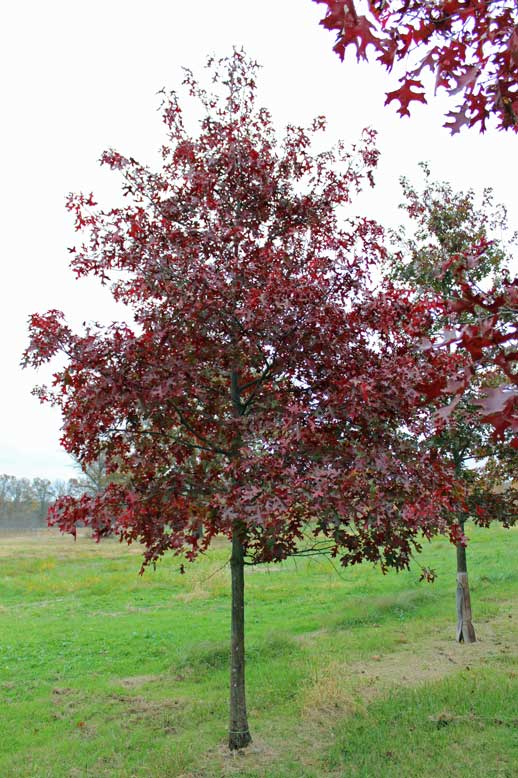 scarlet oak tree for sale